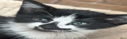 Mixed Breed cats for sale: Kittens  - Advert 1