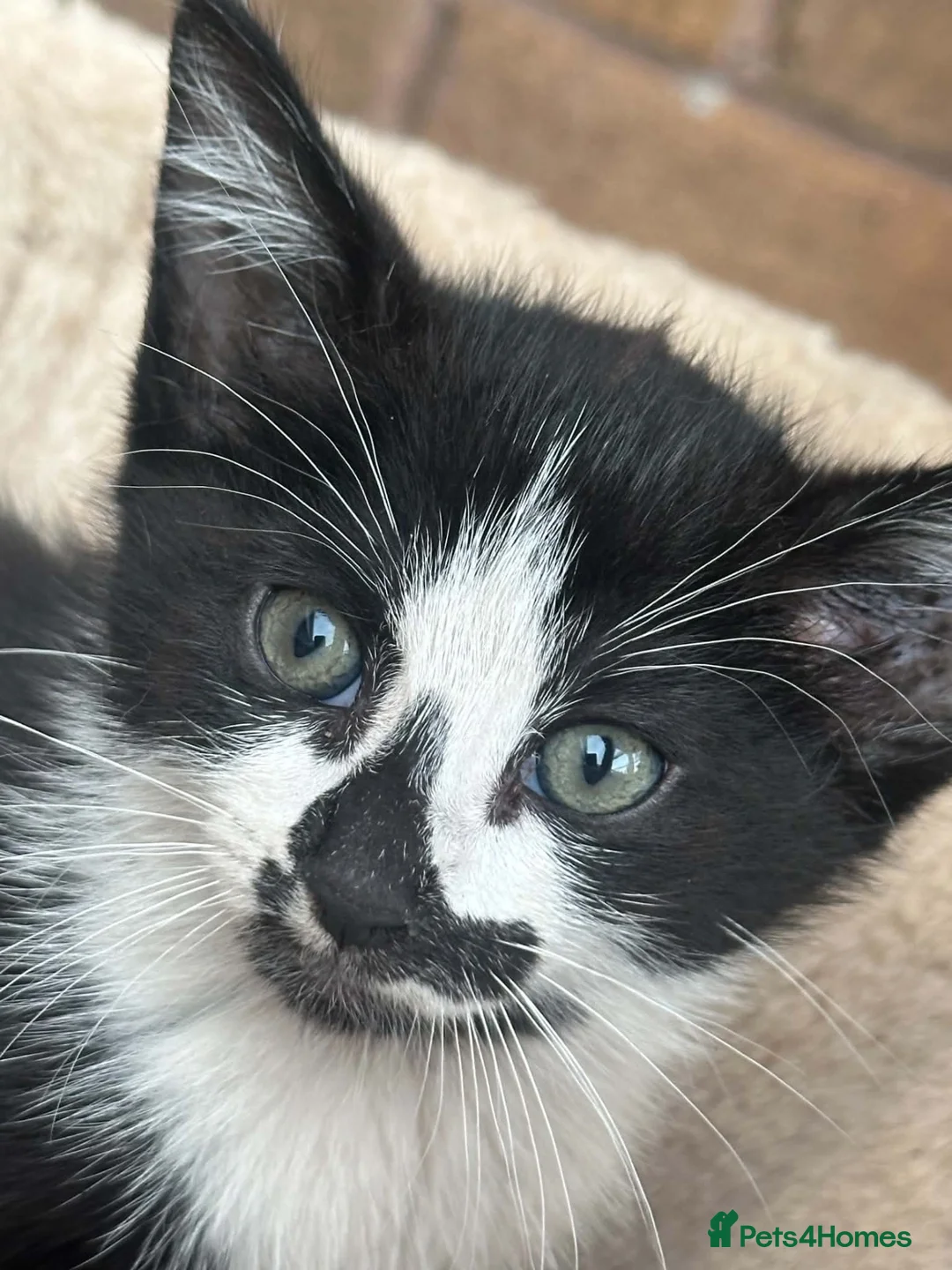 Mixed Breed cats for sale: Kittens  - Advert 1