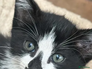 Mixed Breed cats Kittens - Advert 1