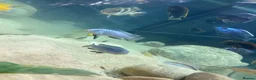 Cichlids fish for sale: Powder blue cichlids - Advert 8
