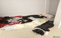 Staffordshire Bull Terrier dogs for sale: ‼️ReadyForCollection‼️Blue Staffie Puppies  in Tipton - Image 25