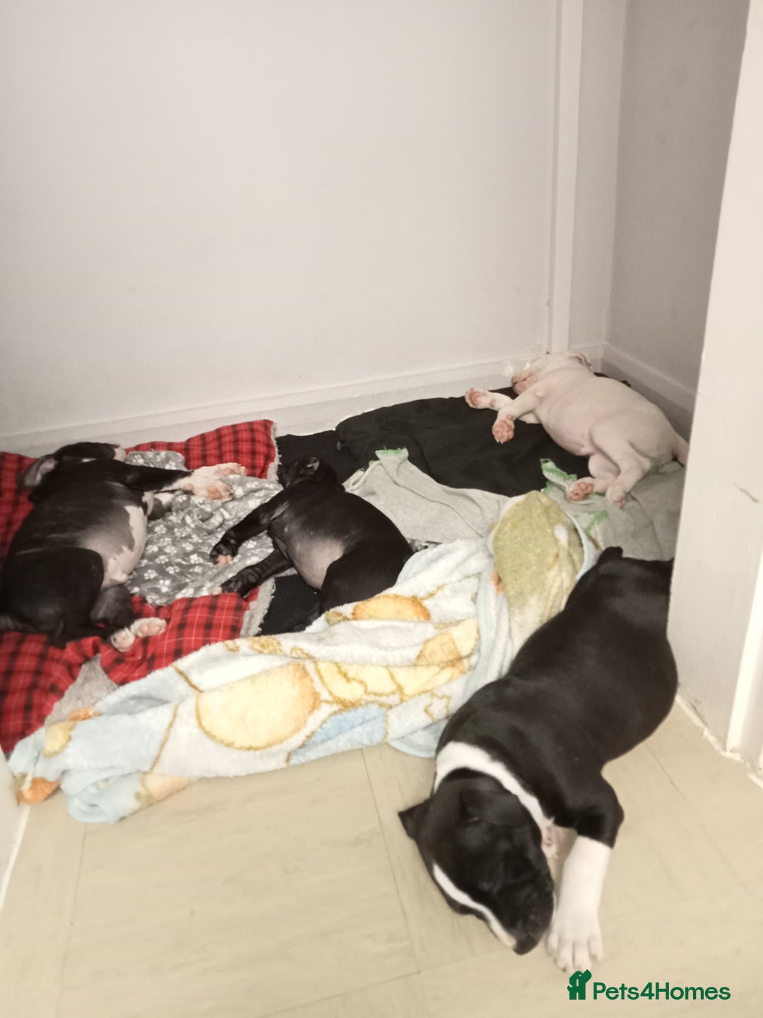 Staffordshire Bull Terrier dogs for sale: ‼️ReadyForCollection‼️Blue Staffie Puppies  in Tipton - Image 25