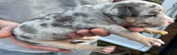 American Bully dogs for sale: Outstanding ABKC registered Micro Bully Litter! - Advert 19