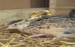 Quail poultry for sale: Healthy Coturnix Quails for sale, mix of colours - Advert 2