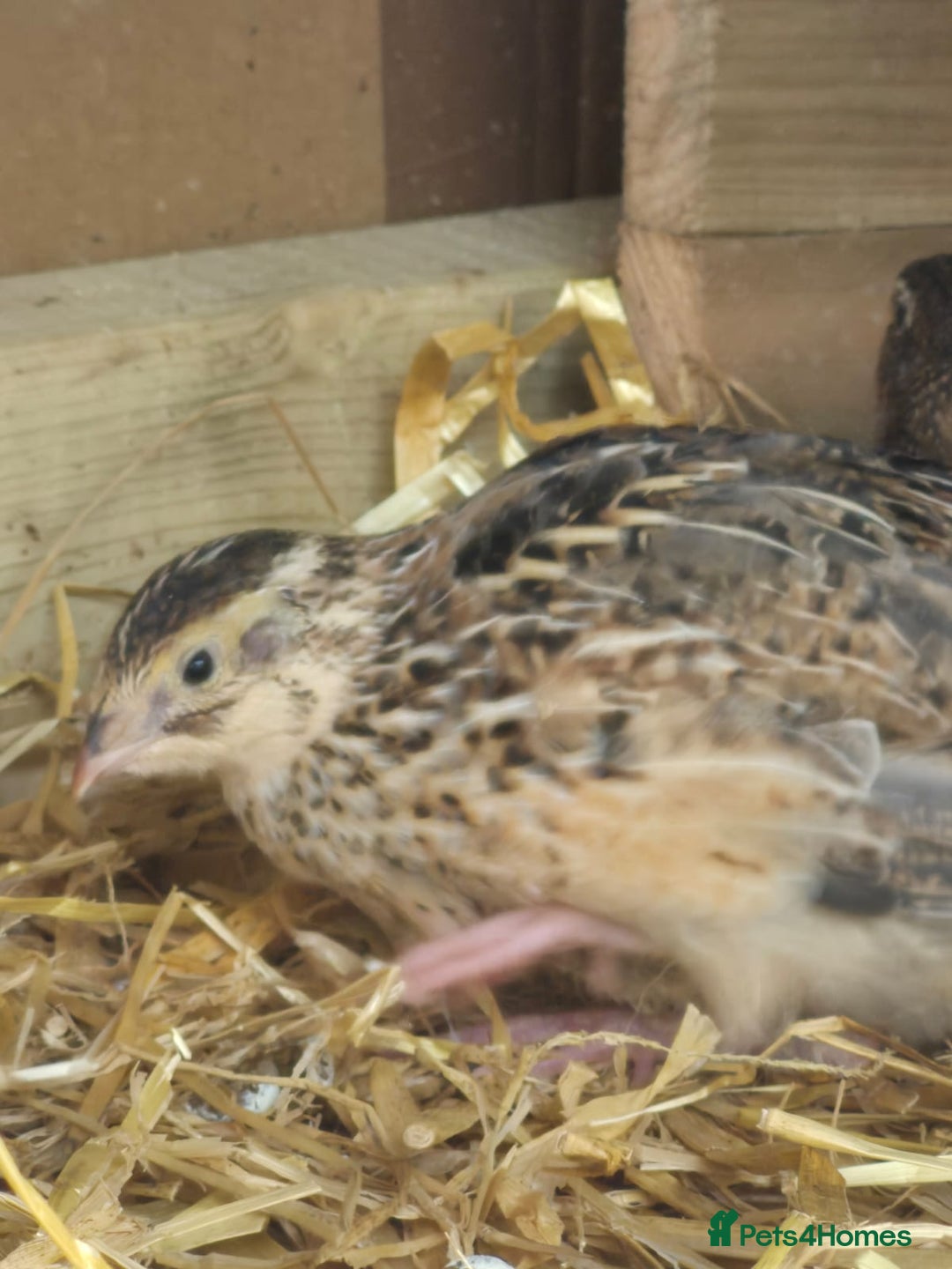 Quail poultry for sale: Healthy Coturnix Quails for sale, mix of colours - Advert 2