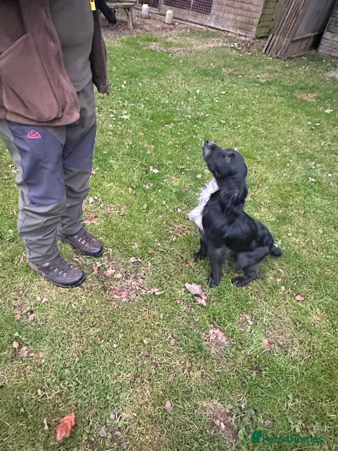 Mixed Breed dogs for sale: Sprockerdor puppies for sale - Image 8