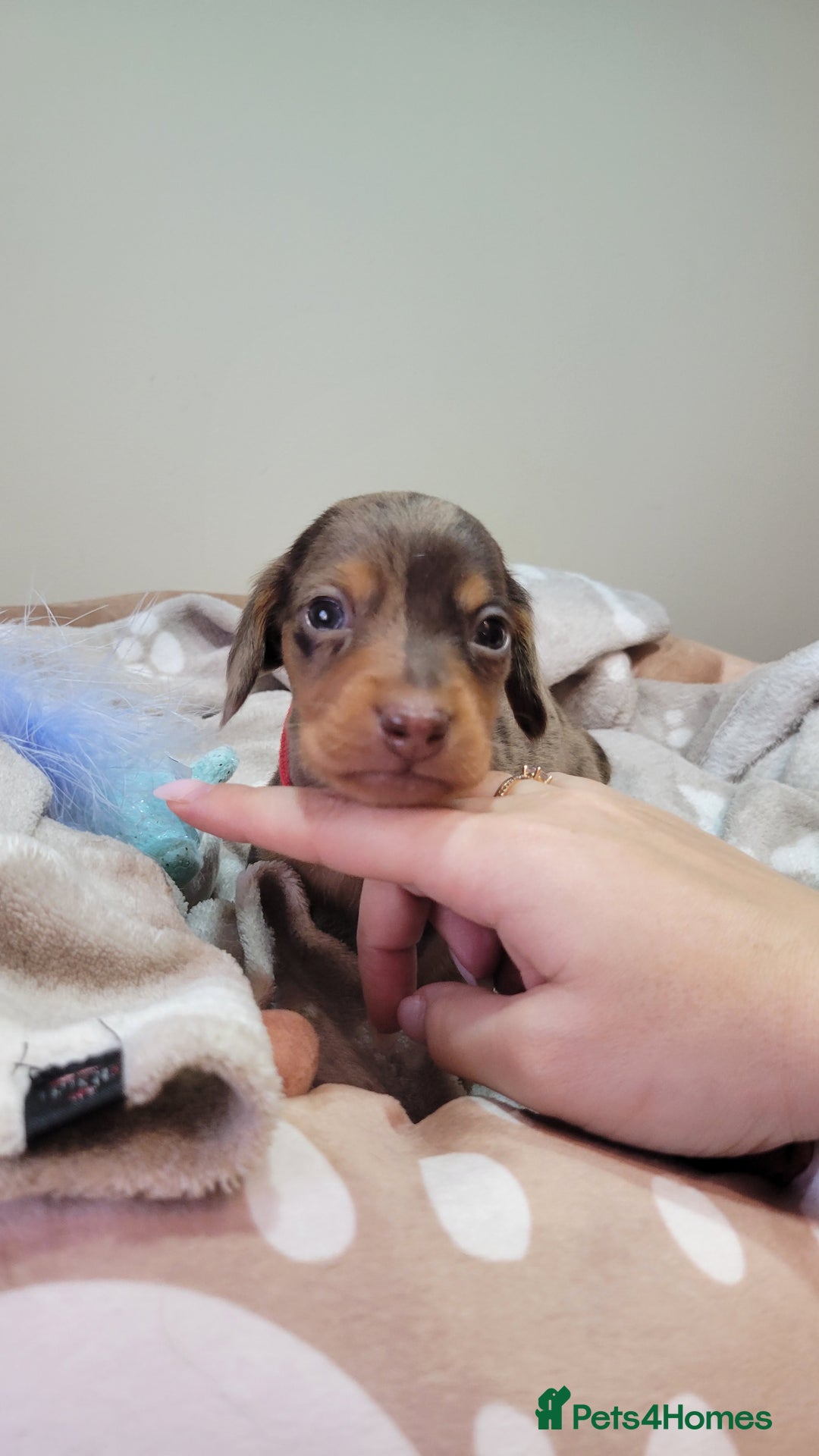 Miniature Dachshund dogs for sale: Kc Miniature  Dachshund  - Advert 12