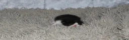Persian cats for sale: Beautiful Persian kittens in Doncaster - Advert 37