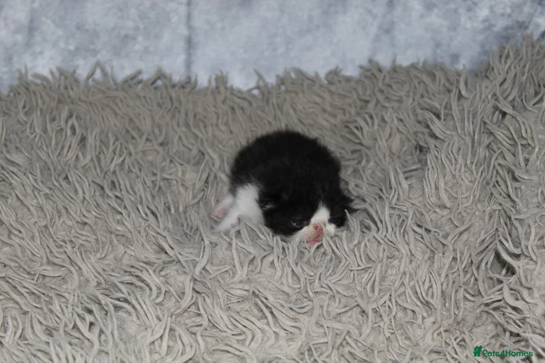 Persian cats for sale: Beautiful Persian kittens in Doncaster - Advert 37