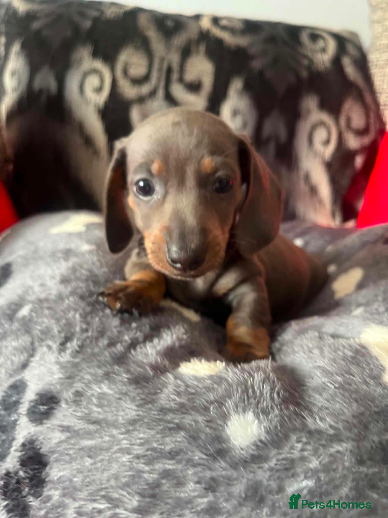Miniature Dachshund dogs Two beautiful male miniature dashund’s  - Advert 19