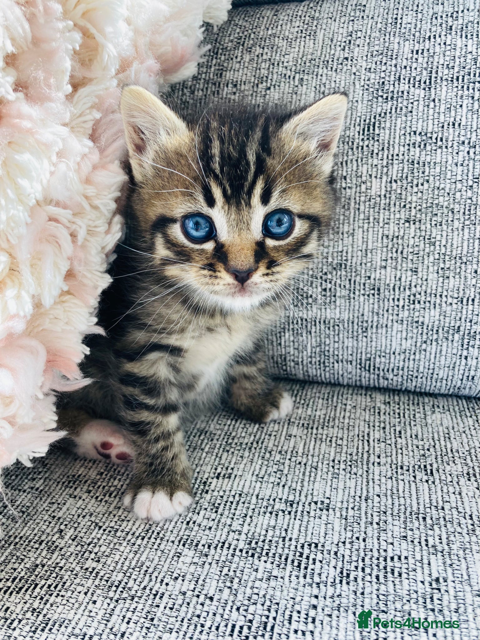 Mixed Breed cats British long hair mix kittens - Advert 4