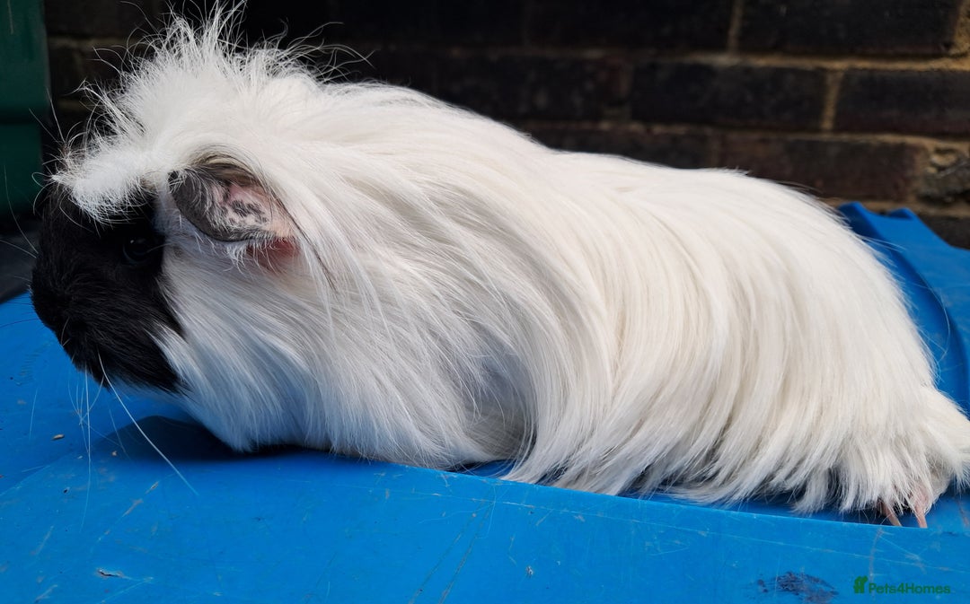 Guinea Pig rodents for sale: Adult female guinea pigs for sale  - Image 5