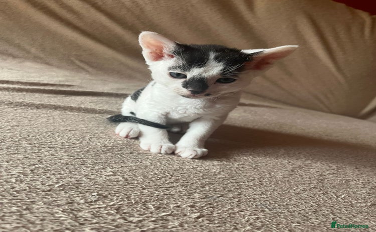 Cornish Rex cats - Advert 3