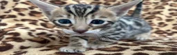 Bengal cats for sale: Beautiful Litter of Bengal Kittens - TICA Reg - Advert 23
