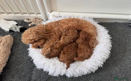 Maltipoo dogs for sale: Beautiful Maltipoo Toy Puppies - Image 19