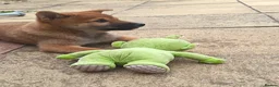 Japanese Shiba Inu dogs for sale: Japan Shiba Inu - Advert 12