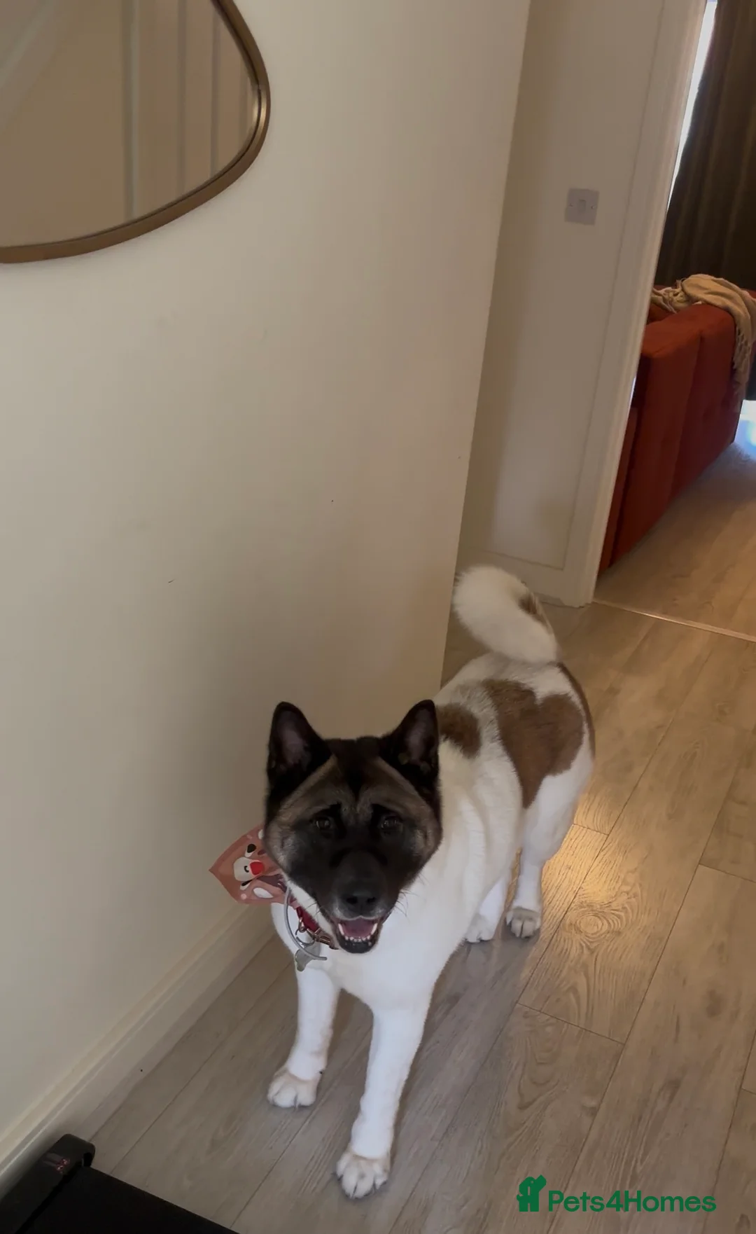 Akita dogs for sale: Stormie is looking for a new loving home 🐾🤍 - Advert 2