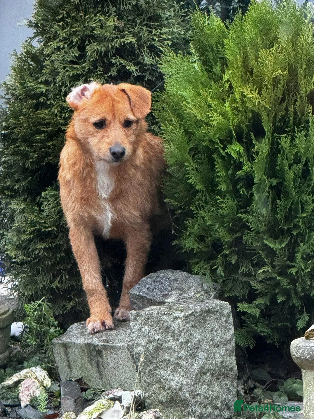 Jack Russell dogs for sale: Jack Russel cross cocker spaniel (mother)  - Advert 2