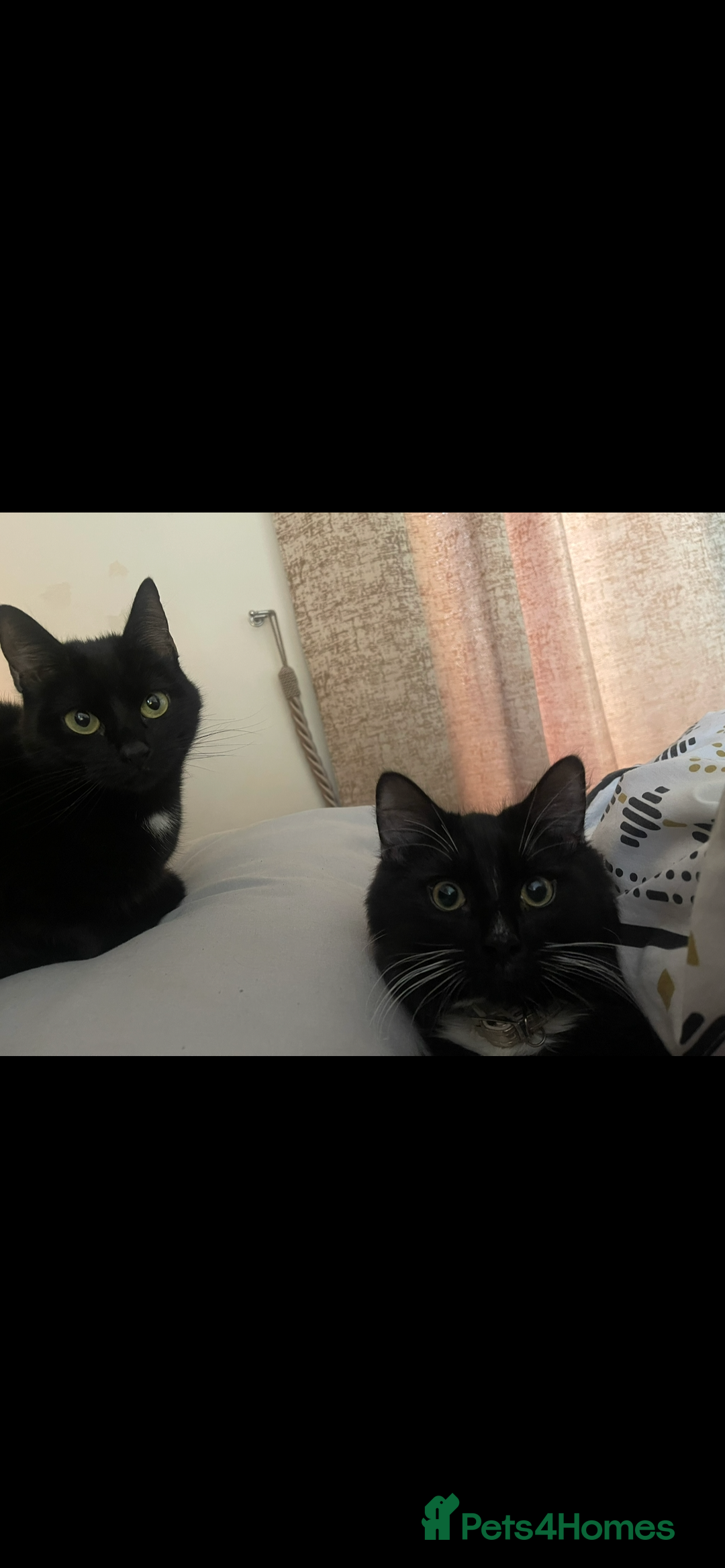 Mixed Breed cats for sale: 2 rescue cats - need a loving home  - Image 5