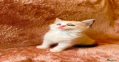 Ragdoll cats - Advert 10