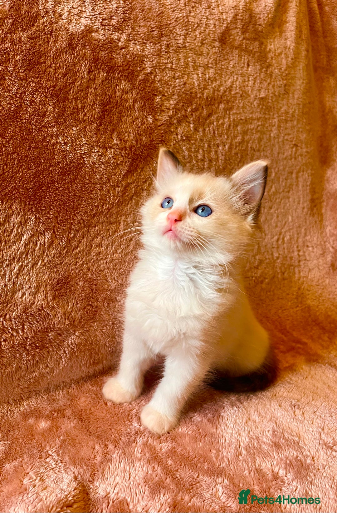 Ragdoll cats for sale: Quality kittens from DNA tested parents - Image 3