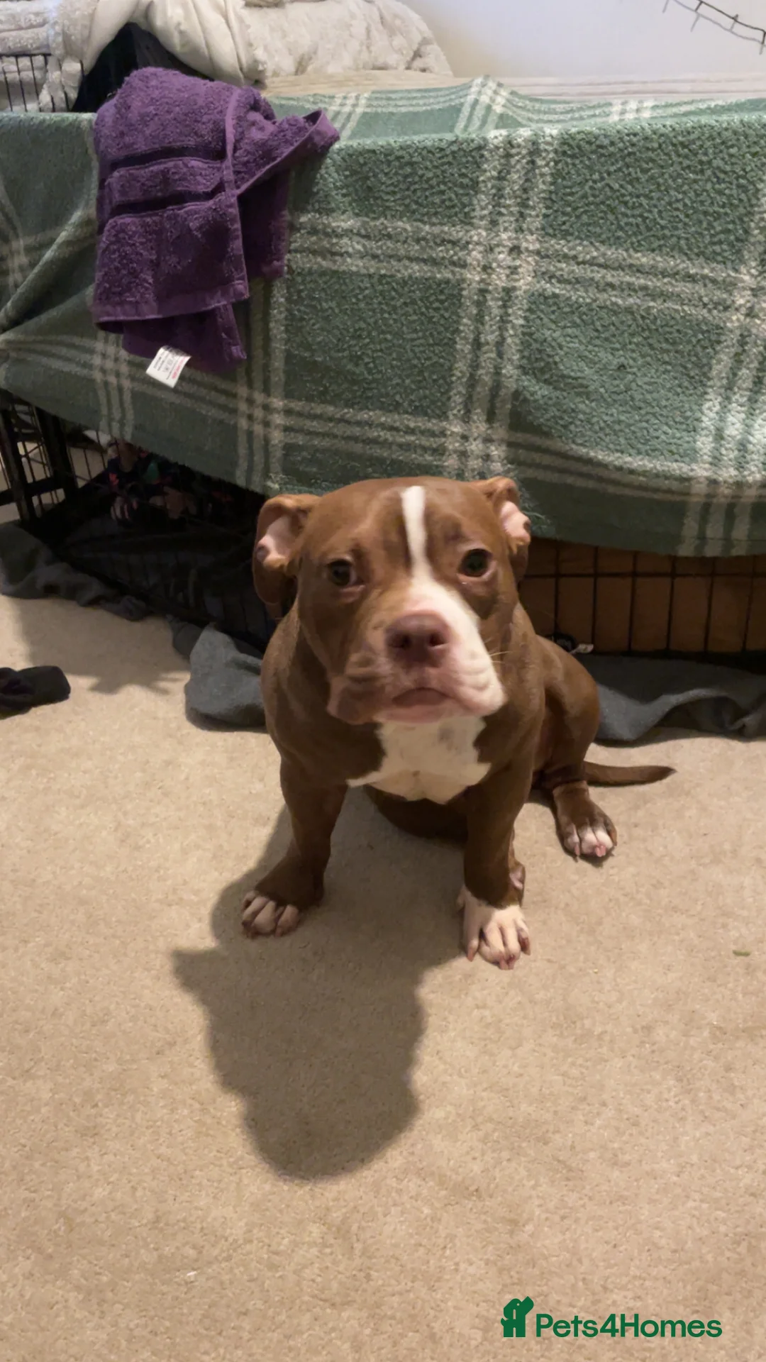 American Bully dogs for sale: Cali the classic pocket bully  - Advert 3