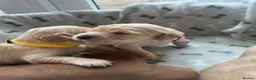 Golden Retriever dogs for sale: KC Registered Golden Retriever Puppies  - Advert 3