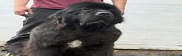 Newfoundland dogs for sale: KC Registered Black Newfoundland Puppies  in Moffat - Advert 4