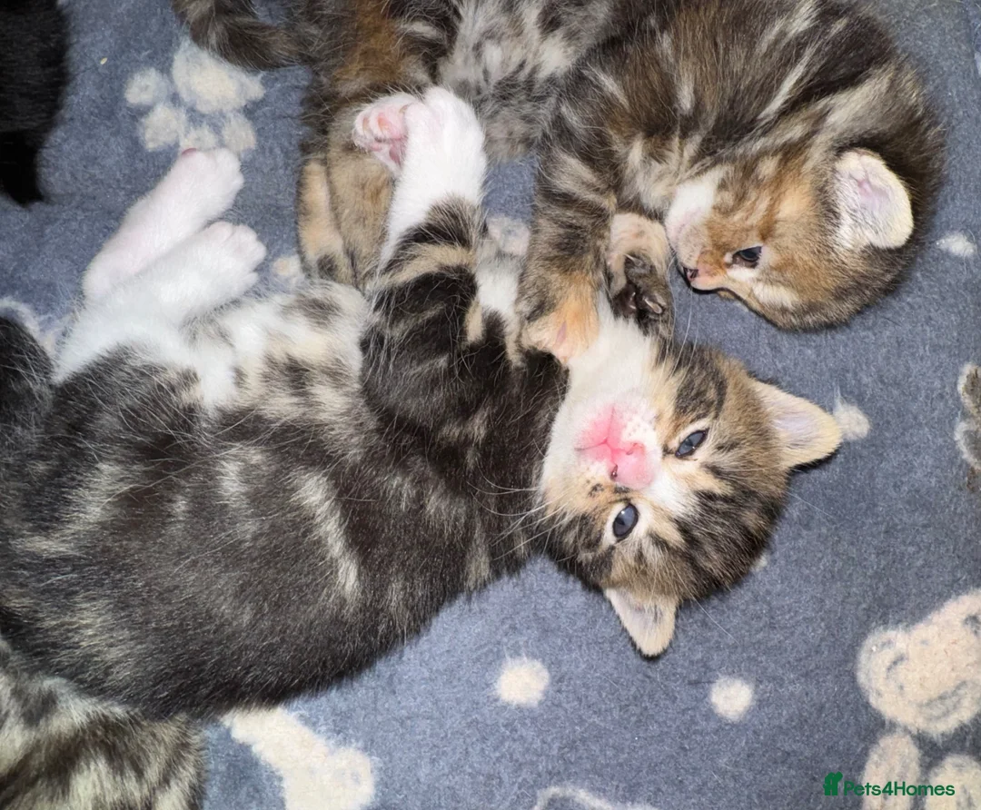 Mixed Breed cats for sale:  Beautiful half Maine coon kittens  - Advert 1