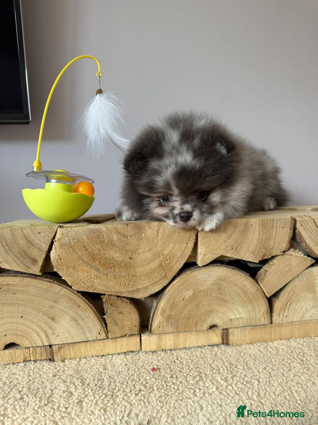 Pomeranian dogs for sale: Lilac merle Pomeranian  - Image 3