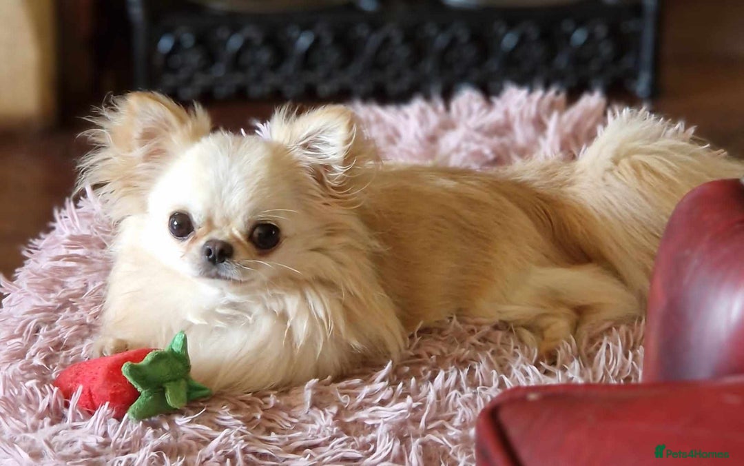 Chihuahua dogs for stud: KC REG TINY CREAM LONGCOAT CHIHUAHUA FOR STUD  in Keighley - Advert 1
