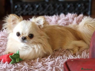 Chihuahua dogs in Keighley - Advert 12