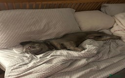 French Bulldog dogs for sale: MALE FRENCHIE LOOKING FOR NEW HOME - Image 9