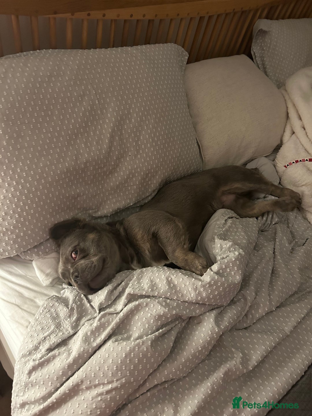 French Bulldog dogs for sale: MALE FRENCHIE LOOKING FOR NEW HOME - Image 9