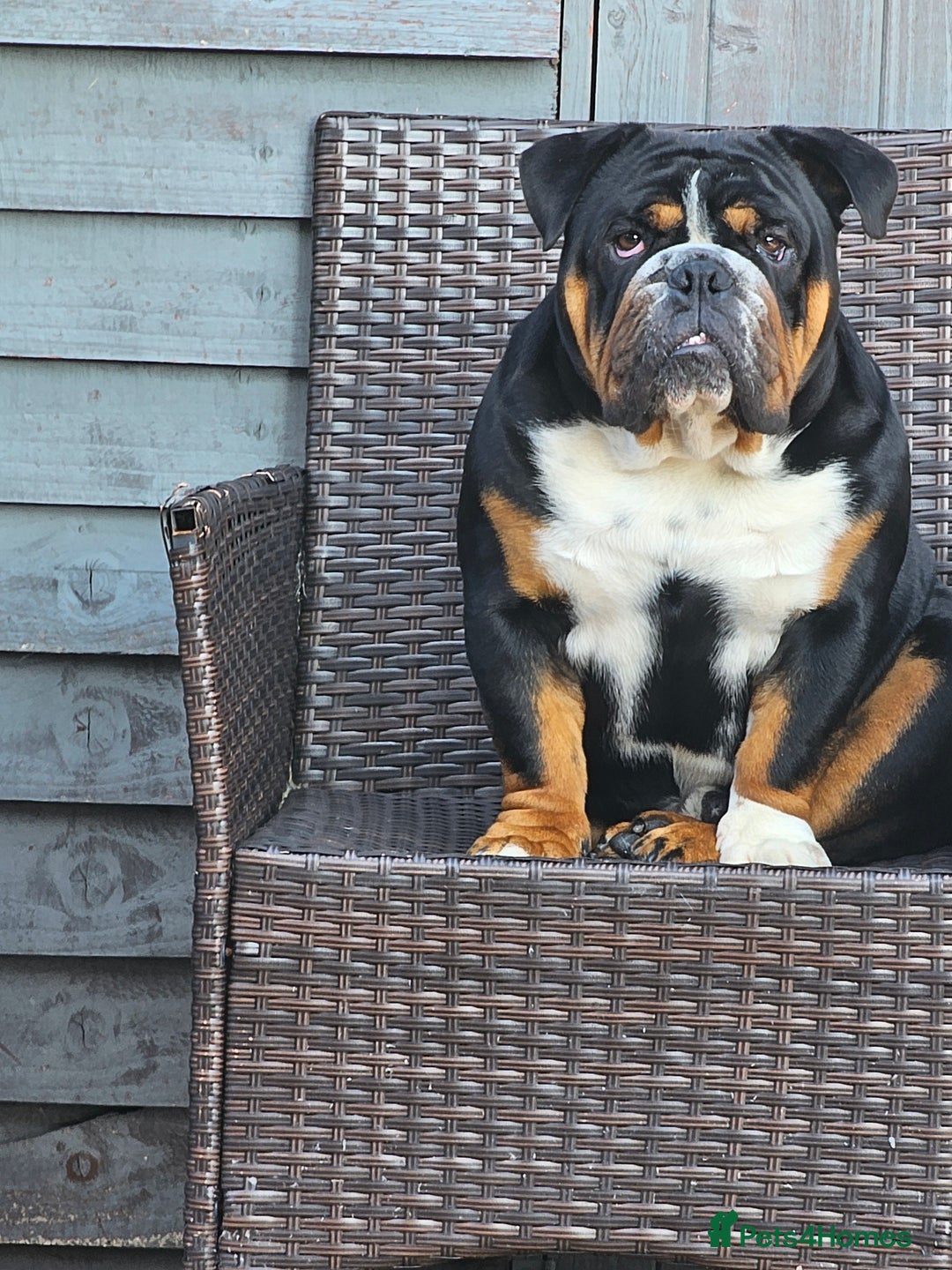 English Bulldog dogs for stud: KC BRITISH BULLDOG FOR STUD in Basildon - Advert 3