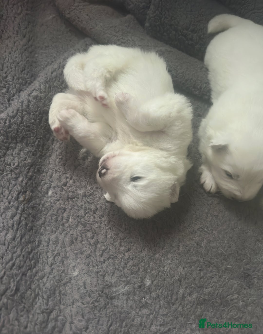 Samoyed dogs for sale: Adorable 6 Samoyed Puppies Waiting Forever Homes - Advert 19