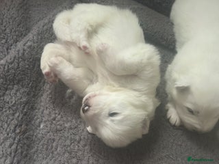 Samoyed dogs Adorable 6 Samoyed Puppies Waiting Forever Homes - Advert 5