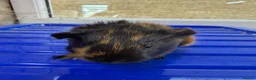 Guinea Pig rodents for sale: Baby guniea pigs ready to be reserved  - Advert 2