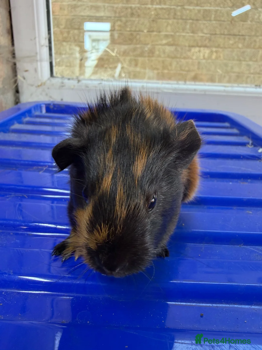 Guinea Pig rodents for sale: Baby guniea pigs ready to be reserved  - Advert 2