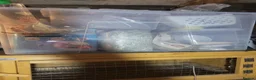 Quail poultry for sale: Quails and full set up - Advert 4
