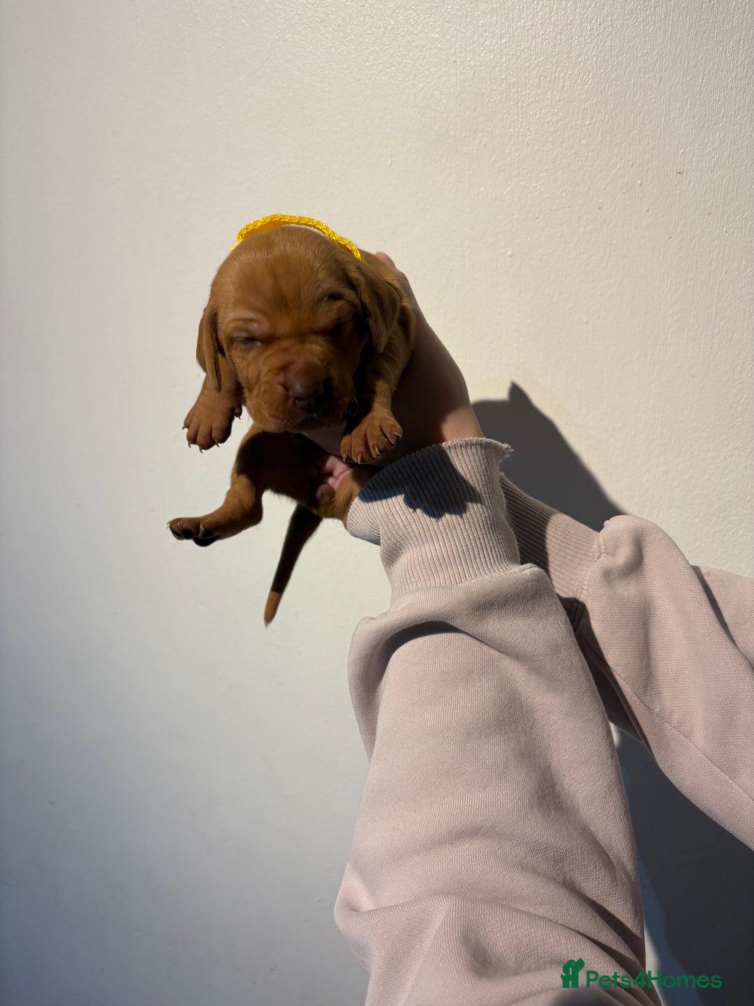Hungarian Vizsla dogs for sale: Stunning Litter of Hungarian Vizsla Puppies - Advert 10