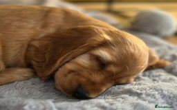 Cocker Spaniel dogs for sale: GOLDEN health tested show cocker spaniel pups - Image 2