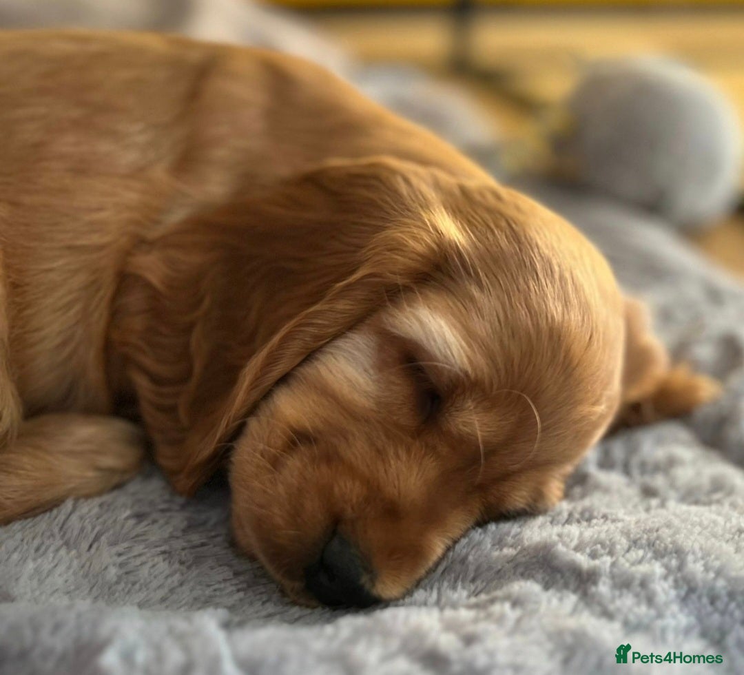 Cocker Spaniel dogs for sale: GOLDEN health tested show cocker spaniel pups - Image 2