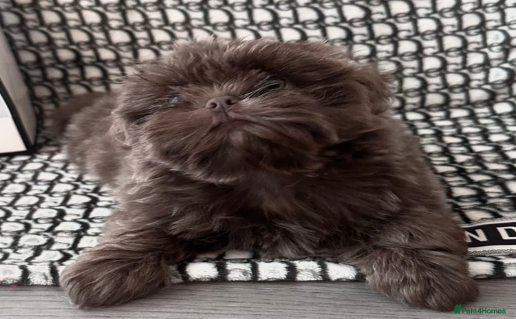 Shih Tzu dogs - Advert 1