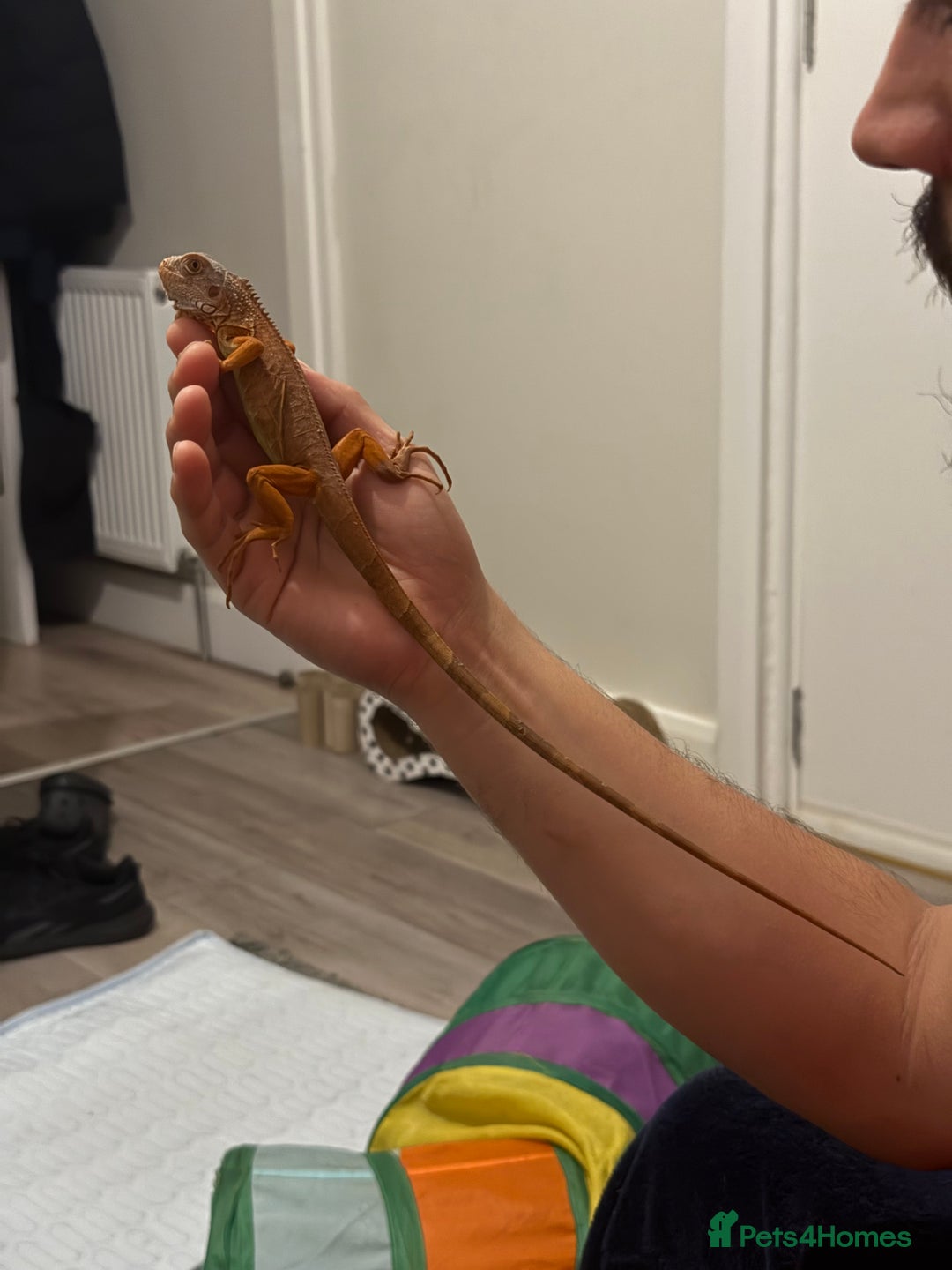 Iguana reptiles for sale: Orange zero iguana - Image 3