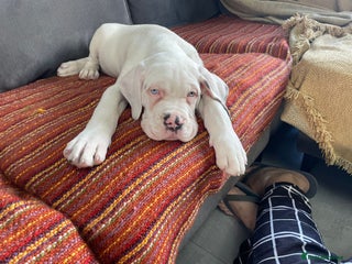 Cane Corso dogs Stunning Cane Corso Puppies for sale - Advert 9