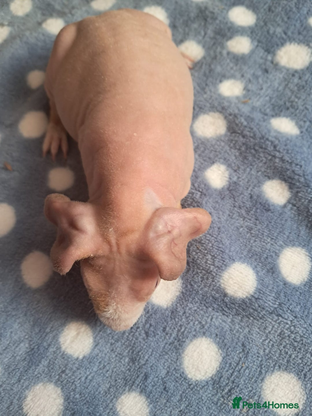 Guinea Pig rodents for sale: BEAUTIFUL SELECTION OF SKINNY PIG BOARS - Advert 7