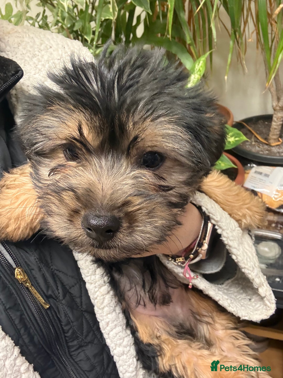Yorkshire Terrier dogs for sale: Yorkshire Terrier  - Advert 27