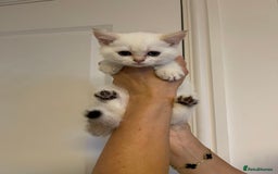 Scottish Fold cats for sale: LUXURY GOLDEN CHINCHILLA SCOTTISH FOLD KITTENS  - Image 8