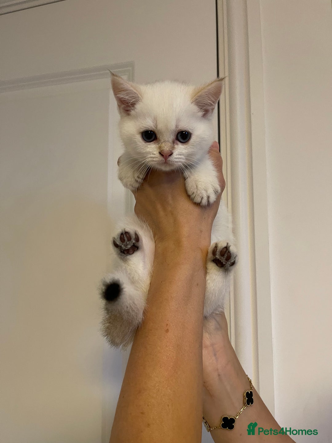 Scottish Fold cats for sale: LUXURY GOLDEN CHINCHILLA SCOTTISH FOLD KITTENS  - Image 8